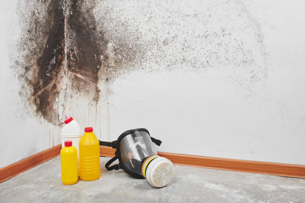 Best Mold Remediation Experts  in Haslet, TX