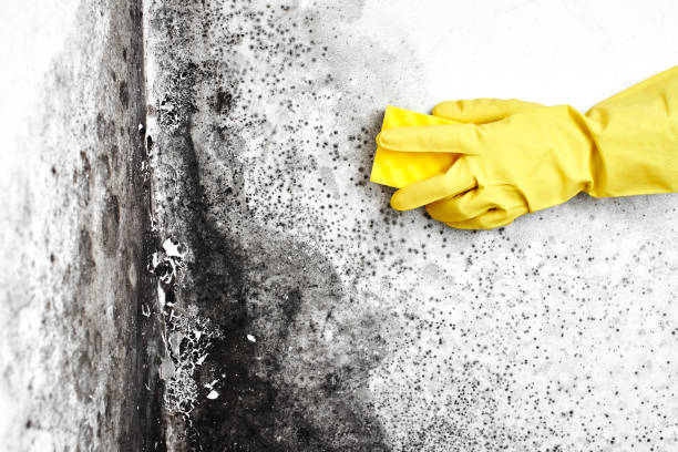Best Local Mold Removal Service  in Haslet, TX