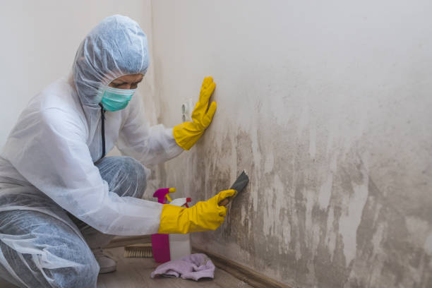 Best Mold Remediation  in Haslet, TX