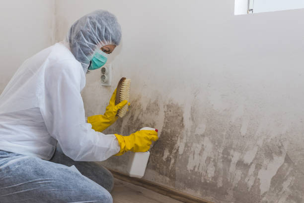 Best Professional Mold Removal  in Haslet, TX