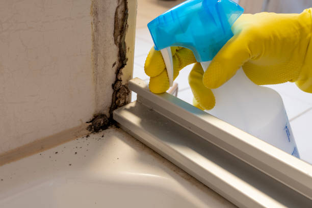 Home Mold Removal in Haslet, TX
