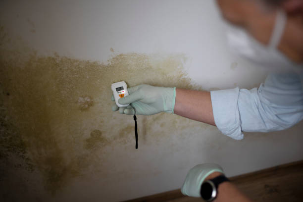 Best Emergency Mold Removal  in Haslet, TX