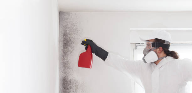 Certified Mold Removal in Haslet, TX