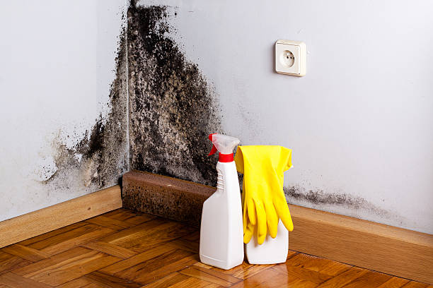 Best Best Mold Removal Companies  in Haslet, TX