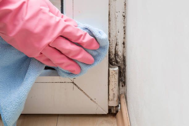 Haslet, TX Mold Removal Company