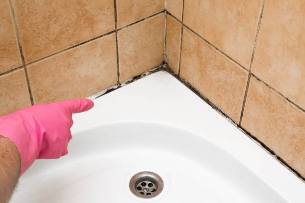  Haslet, TX Mold Removal Pros